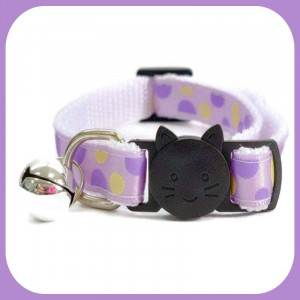 Kitten-172